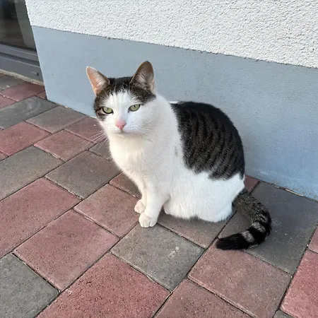 Gemuetliche Mit Sonnenterrasse דירה שליץ