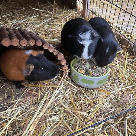 Apartment Gemütliche Mit Sonnenterrasse