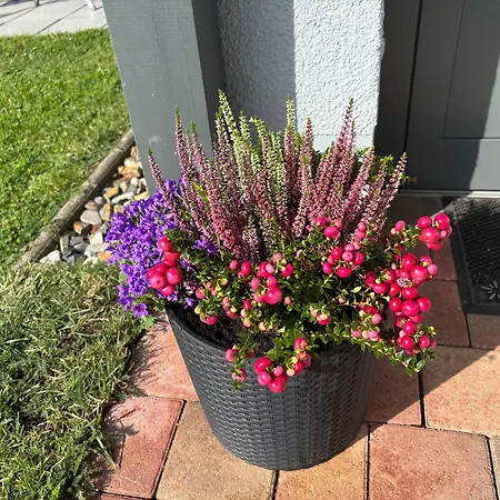 Gemütliche Mit Sonnenterrasse